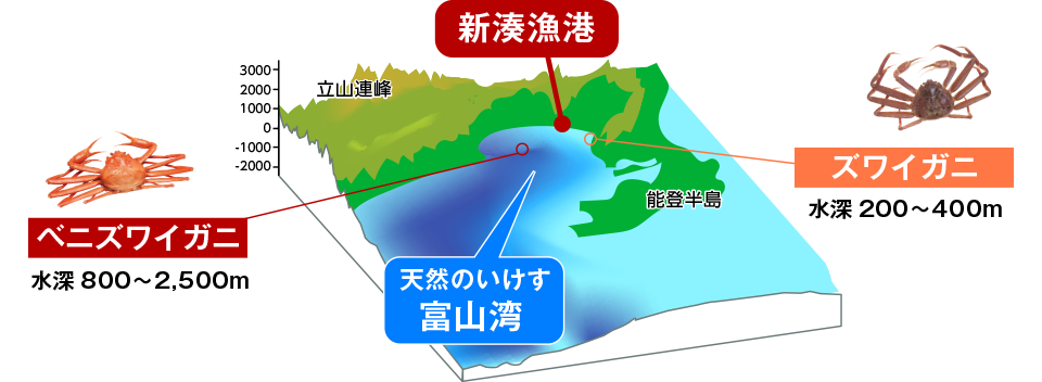 天然のいけす富山湾 図解